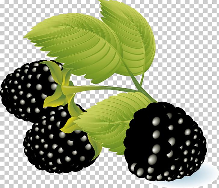 Raspberry Blackberry PNG, Clipart, Berry, Blackberry, Blueberry, Computer Icons, Dewberry Free PNG Download