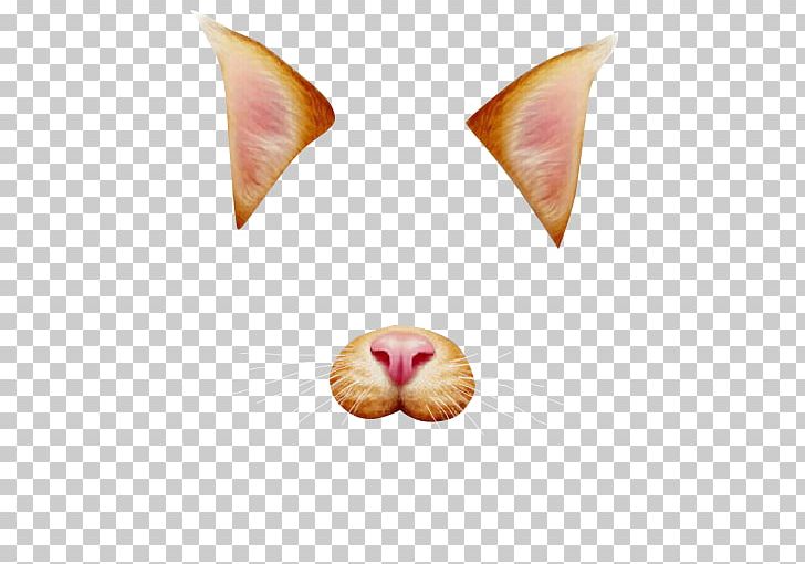 Cat Photographic Filter PNG, Clipart, Animals, Avatan, Avatan Plus, Cat, Cat People And Dog People Free PNG Download