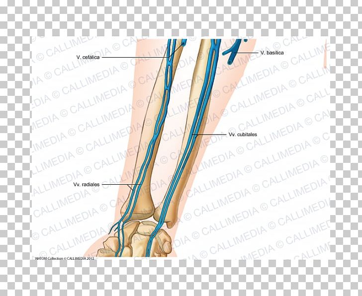 Finger Anterior Compartment Of The Forearm Vein Anatomy PNG, Clipart, Anatomy, Angle, Anterior, Arm, Basilic Vein Free PNG Download