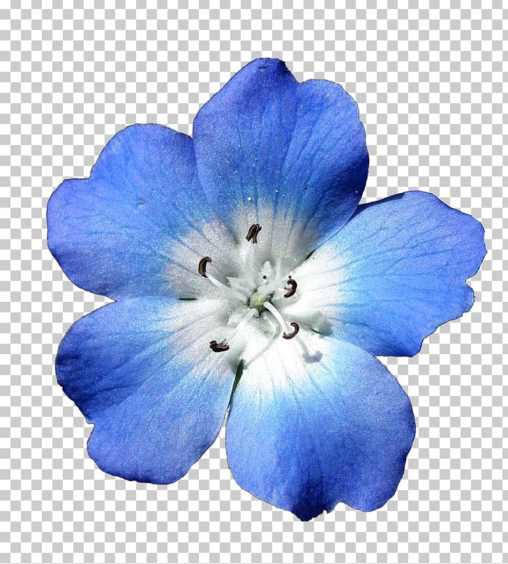 Flower Bouquet Blue White PNG, Clipart, Blue, Bluegreen, Brushes, Centerblog, Clip Art Free PNG Download