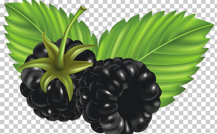 Fruit Blackberry PNG, Clipart, Berry, Blackberry, Blackberry Fruit, Blueberry, Computer Icons Free PNG Download