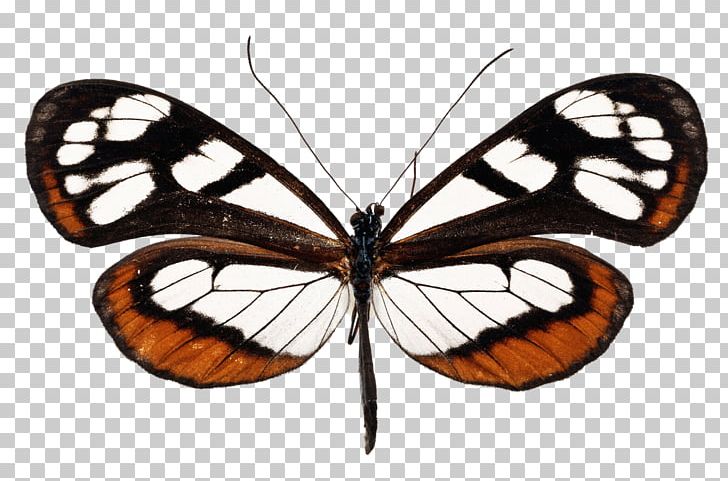 Monarch Butterfly Pieridae Gossamer-winged Butterflies Brush-footed Butterflies PNG, Clipart, Arthropod, Brush Footed Butterfly, Butterflies And Moths, Butterfly, Curl Free PNG Download