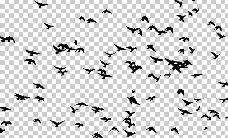 Bird Flock Flight Pelican PNG, Clipart, Animal, Animal Migration, Beak, Bird, Bird Flight Free PNG Download