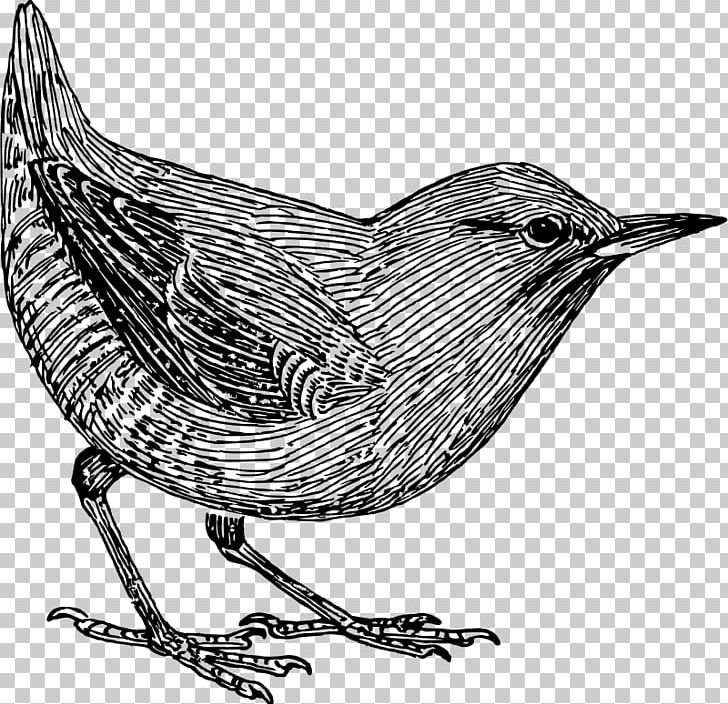 Common Blackbird PNG, Clipart, Animals, Beak, Bird, Bird Nest, Black And White Free PNG Download