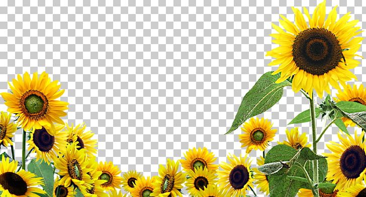 Desktop Common Sunflower PNG, Clipart, 1080p, Clip , Common Sunflower, Computer, Computer Monitors Free PNG Download