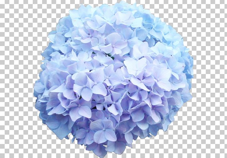 French Hydrangea Cut Flowers Blue Rose PNG, Clipart, Baby Blue, Blue, Blue Rose, Cornales, Cut Flowers Free PNG Download