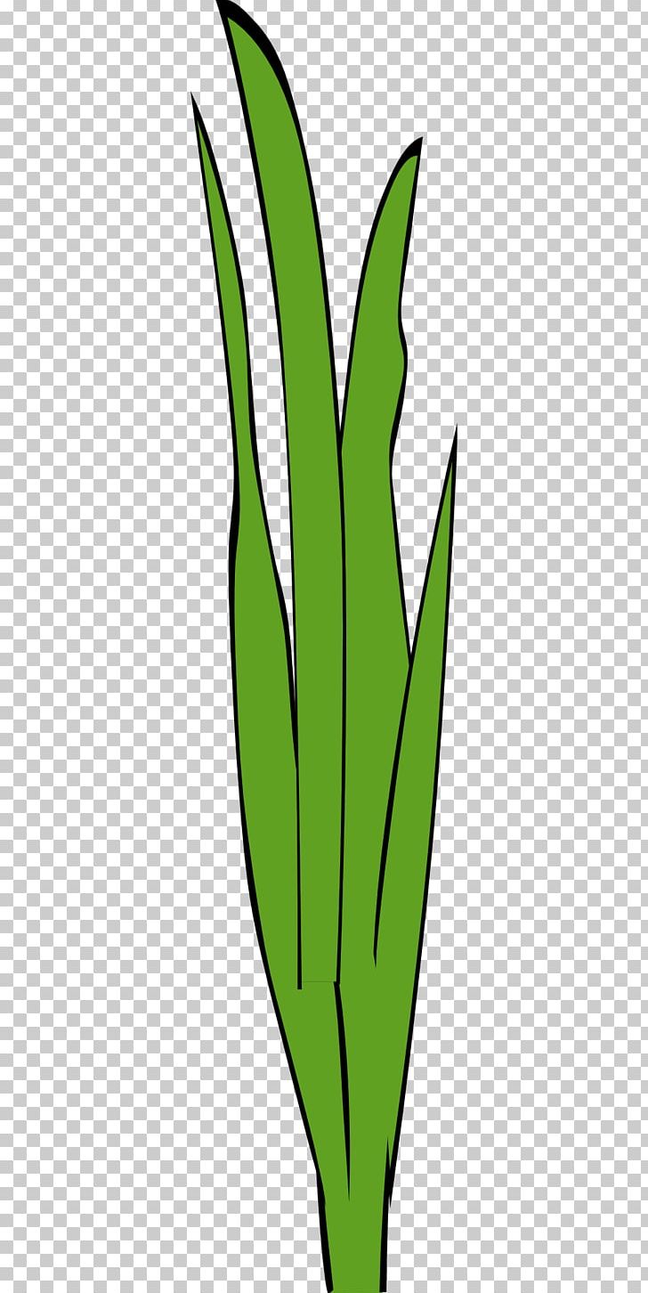 Leaf Plant Stem Grasses Tree PNG, Clipart, Commodity, Family, Flower, Grass, Grasses Free PNG Download
