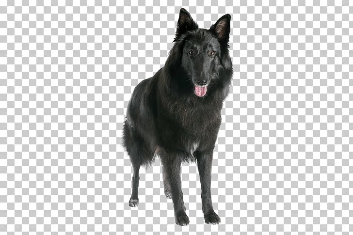 Shiloh Shepherd Dog Belgian Shepherd Groenendael Tervuren Schipperke PNG, Clipart, Animals, Belgian, Carnivoran, Dog Breed, Dog Breed Group Free PNG Download