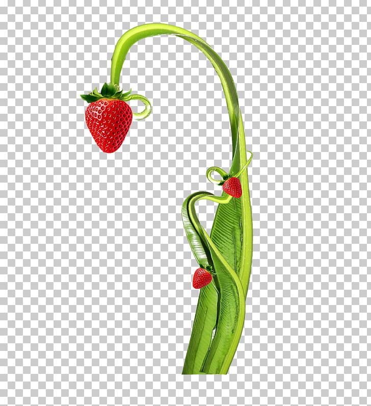 Strawberry Tree Aedmaasikas PNG, Clipart, Aedmaasikas, Balloon Cartoon, Bell Peppers And Chili Peppers, Boy Cartoon, Branches Free PNG Download