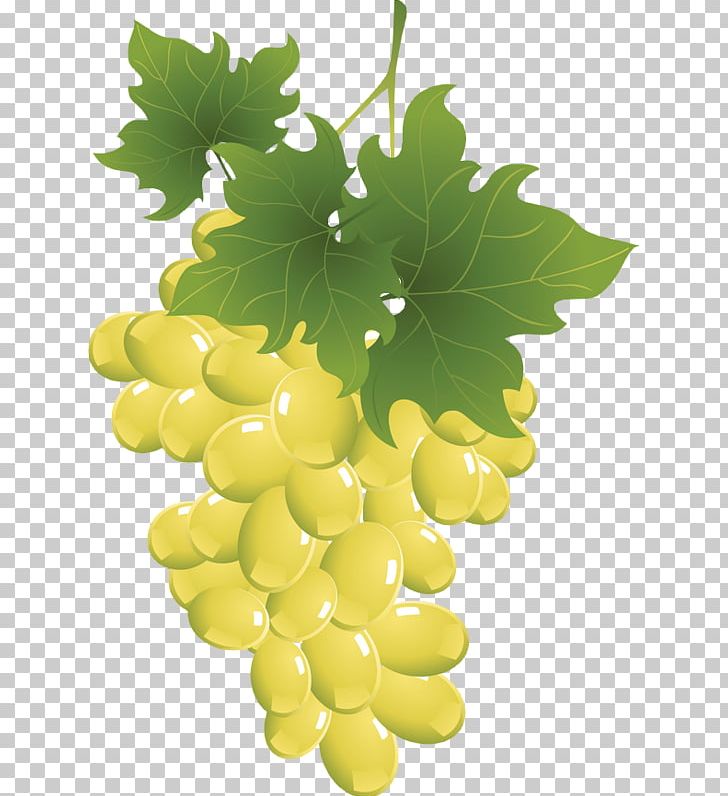 Sultana Grape Seedless Fruit Raceme Drawing PNG, Clipart, Auglis, Drawing, Flowering Plant, Food, Fruit Free PNG Download