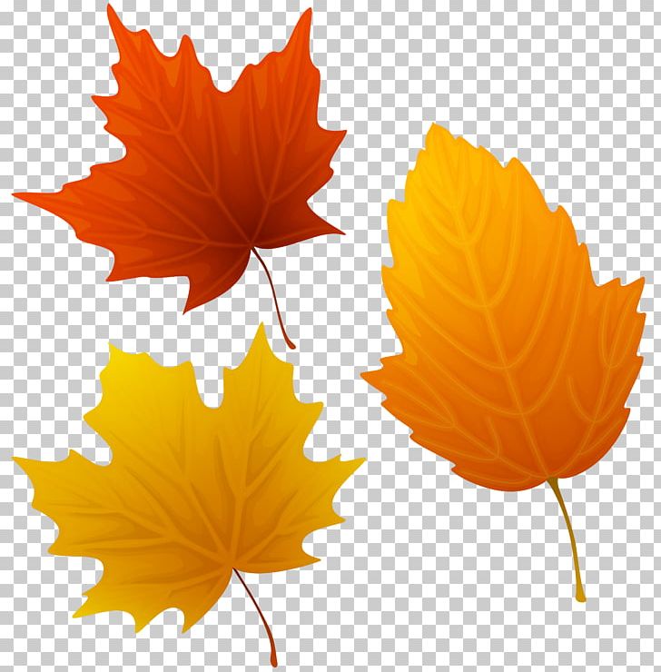 Autumn Leaves Millicent Wetherby Jazz Standard Clapton PNG, Clipart, Autumn, Autumn Leaf Color, Autumn Leaves, Clapton, Clipart Free PNG Download