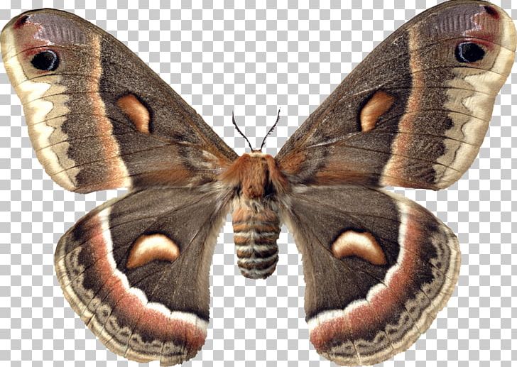 Butterfly Moth Hyalophora Cecropia Insect Sphingidae PNG, Clipart, Attacus Atlas, Bombyx Mori, Brush Footed Butterfly, Butterflies And Moths, Caterpillar Free PNG Download