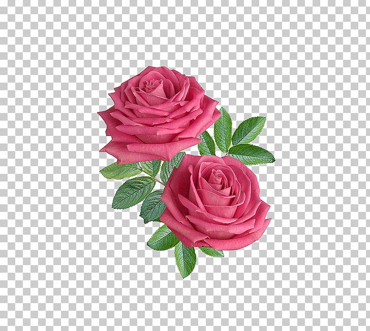 Flower Rose Stock.xchng PNG, Clipart, Bouquet, Cut Flowers, Desktop Wallpaper, Euclidean Vector, Floribunda Free PNG Download