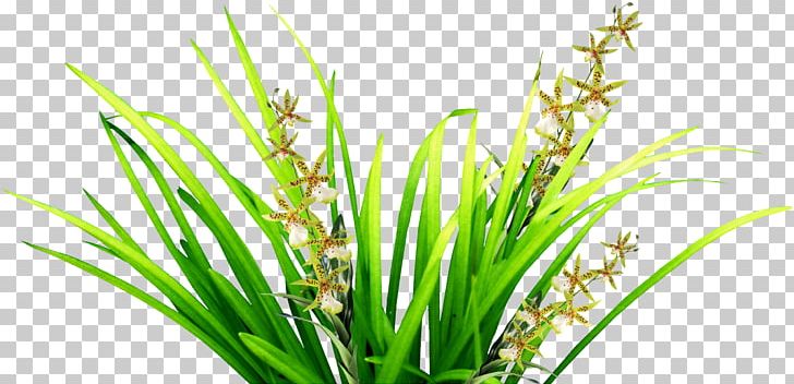 Presentation Grass Plant Stem PNG, Clipart, Aquarium Decor, Background Green, Beautiful, Beautiful Grass, Commodity Free PNG Download