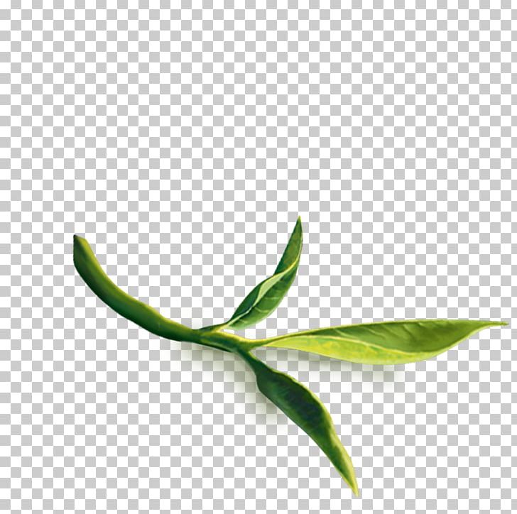 Leaf Plant Stem PNG, Clipart, Leaf, Plant, Plant Stem Free PNG Download