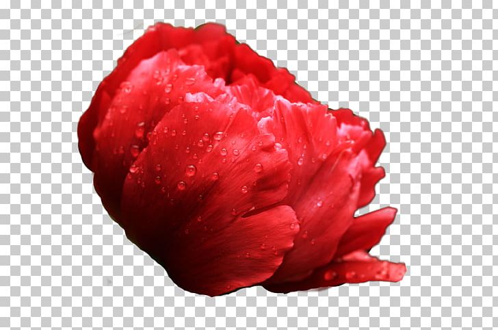 Luoyang Heze Moutan Peony Floral Emblem PNG, Clipart, Big, Big Red, Carnation, Closeup, Color Free PNG Download