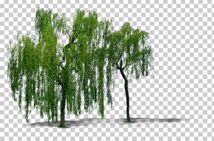 Weeping Willow Tree Computer File PNG, Clipart, Branch, Christmas Tree, Computer File, Download, Editing Free PNG Download