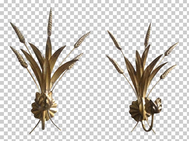 Grasses Twig Plant Stem Commodity Family PNG, Clipart, Century, Commodity, Family, Grass, Grasses Free PNG Download