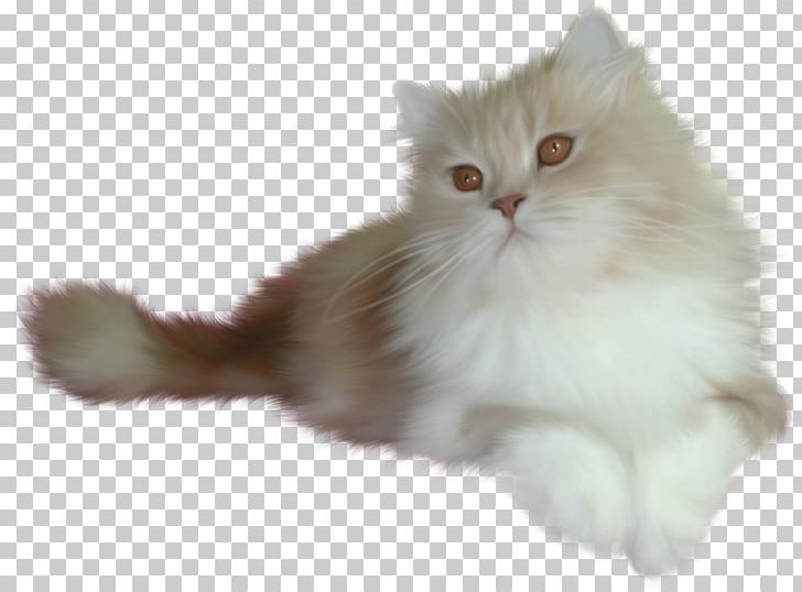 Cat Kitten Animation PNG, Clipart, Animals, Animation, Asian Semi Longhair, Breed, British Semi Longhair Free PNG Download