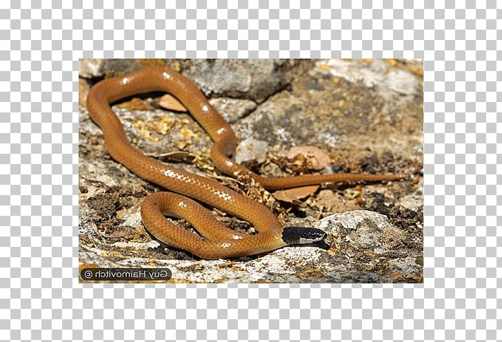 Kingsnakes Terrestrial Animal PNG, Clipart, Animal, Kingsnake, Kingsnakes, Others, Reptile Free PNG Download