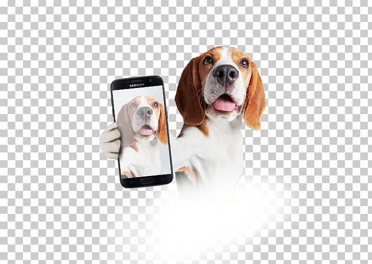 Beagle Treeing Walker Coonhound English Foxhound Harrier NET Campo Grande PNG, Clipart, Animals, Beagle, Black And Tan Coonhound, Cachorro, Companion Dog Free PNG Download