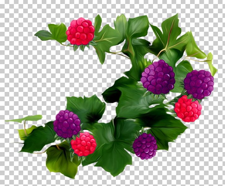 Raspberry Blackberry Fruit Auglis PNG, Clipart, Annual Plant, Auglis, Berry, Blackberry, Blackberry Fruit Free PNG Download