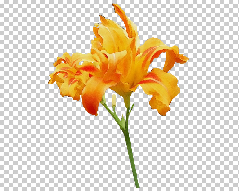 Orange Lily Cut Flowers Orange Day-lily Plant Stem Tiger Lily PNG, Clipart, Arumlily, Canna, Cut Flowers, Daylilies, Easter Lily Free PNG Download