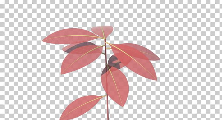 Petal Leaf PNG, Clipart, Botanica, Cervical, Flower, Leaf, Matematica Free PNG Download