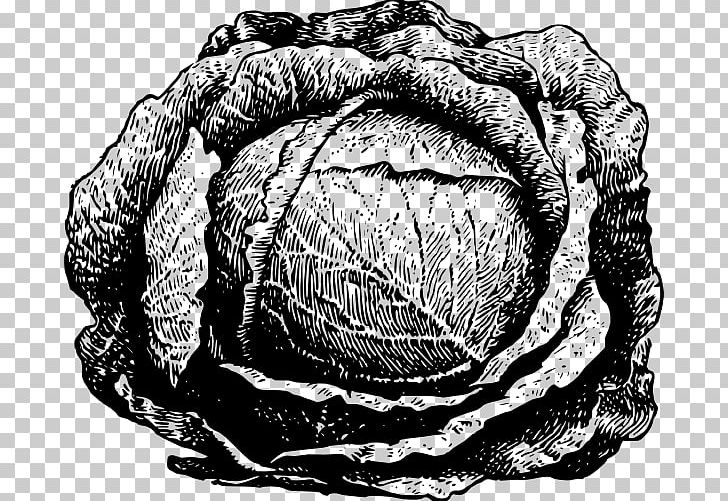 Red Cabbage Drawing Vegetable Chinese Cabbage PNG, Clipart, Black And White, Brain, Broccoli, Cabbage, Carrot Free PNG Download