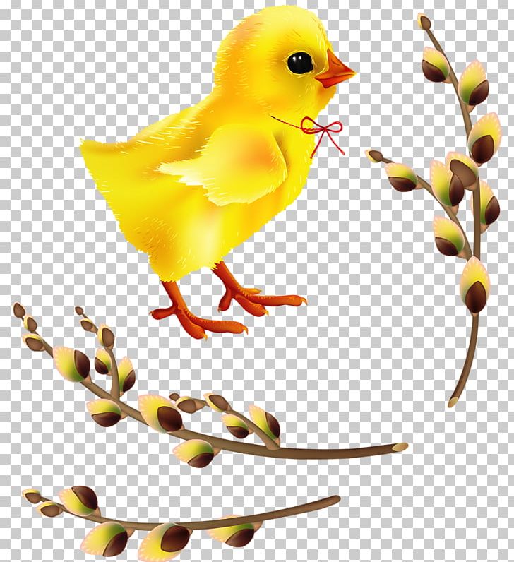 Chicken Easter PNG, Clipart, Animals, Beak, Bird, Branch, Chicken Free PNG Download