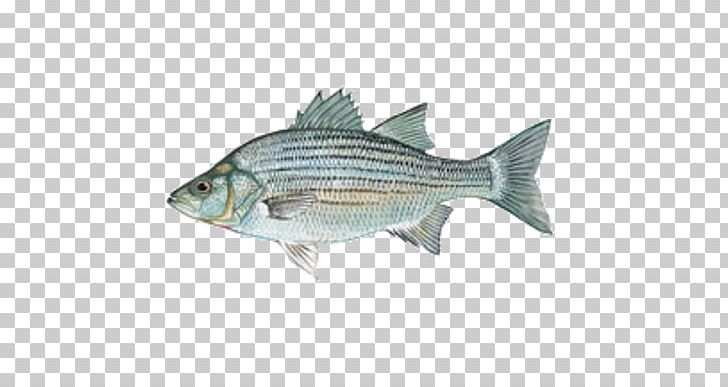Fish White Bass Hybrid Striped Bass Lewisville Lake PNG, Clipart, Barramundi, Bass, Blue Catfish, Fauna, Fin Free PNG Download