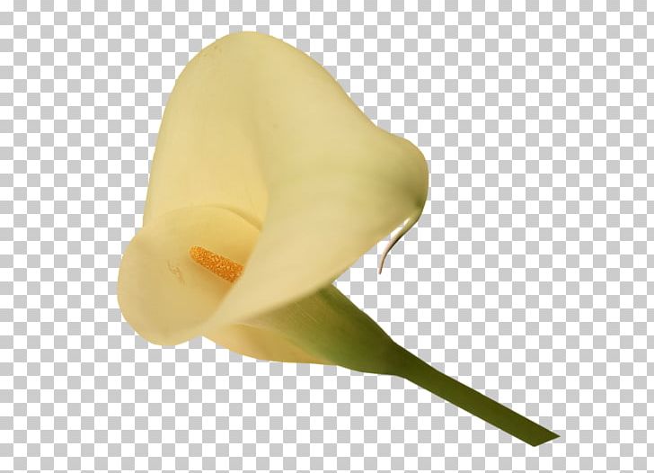 Flower Arum-lily Photography PNG, Clipart, Alismatales, Arum, Arum Lilies, Arumlily, Calas Free PNG Download