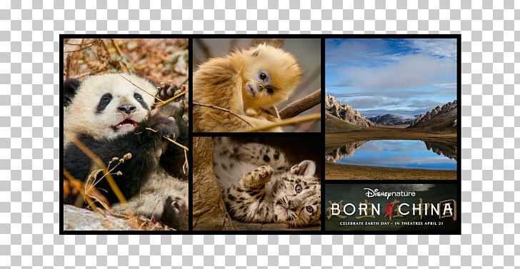 Frames Collage Mammal Photomontage Newfoundland Dog PNG, Clipart, Bear, China, Collage, Dog, Download Free PNG Download