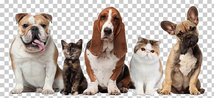 Pet Sitting Dog Walking Cat PNG, Clipart, Animal, Animals, Carnivoran, Cat, Cat Dog Free PNG Download
