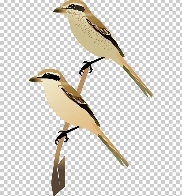 Wren Fauna Cuckoos Beak Feather PNG, Clipart, Beak, Bird, Brown, Cuckoos, Cuculiformes Free PNG Download