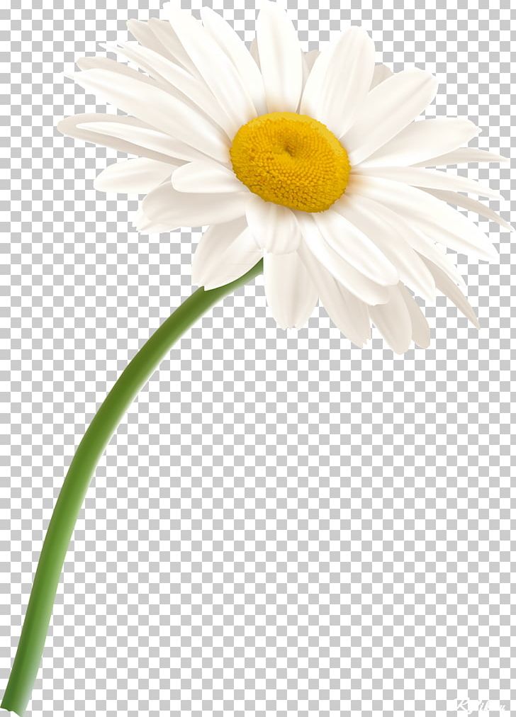 German Chamomile Flower Oxeye Daisy PNG, Clipart, Camomile, Chamaemelum Nobile, Chamomile, Chrysanths, Cut Flowers Free PNG Download