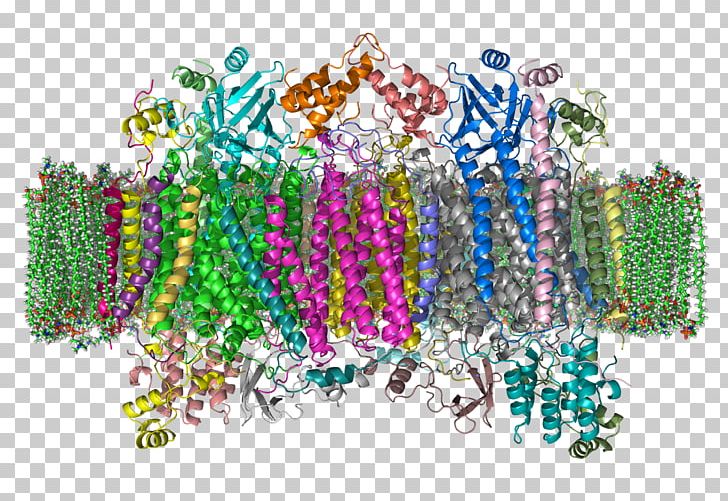 Intermembrane Space Cytochrome C Oxidase PNG, Clipart, Bead, Bionic, Body Jewelry, Carbohydrate, Cell Free PNG Download