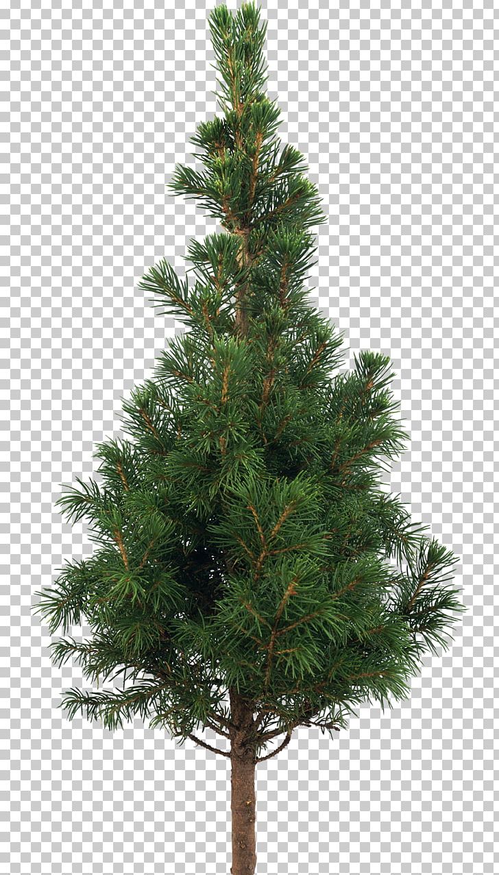 Scots Pine Fir Artificial Christmas Tree PNG, Clipart, Artificial Christmas Tree, Balsam Hill, Biome, Branch, Christmas Day Free PNG Download