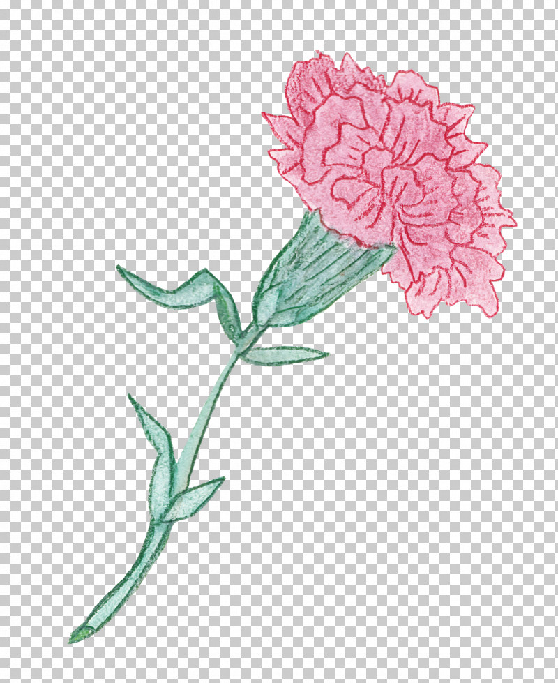 Flower Plant Pink Red Clover Pedicel PNG, Clipart, Carnation, Chinese Peony, Cut Flowers, Dianthus, Flower Free PNG Download