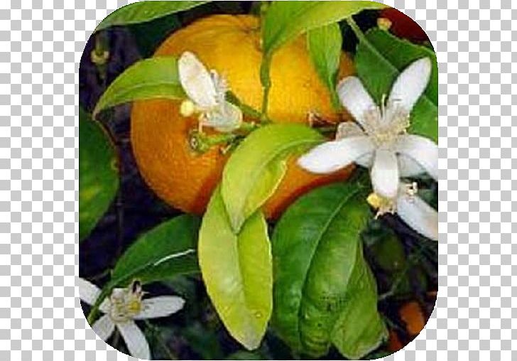 Bitter Orange Rangpur Calamondin Tangerine PNG, Clipart, Bitter Orange, Calamondin, Citrus, Flower, Food Free PNG Download