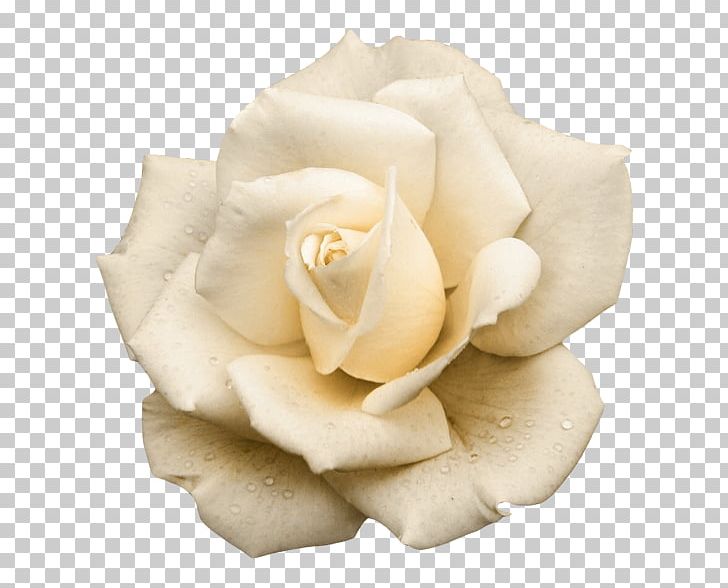 Garden Roses Fairy-Tale Flowers PNG, Clipart, Beyaz Guller, Cut Flowers, Desktop Wallpaper, Download, Flower Free PNG Download