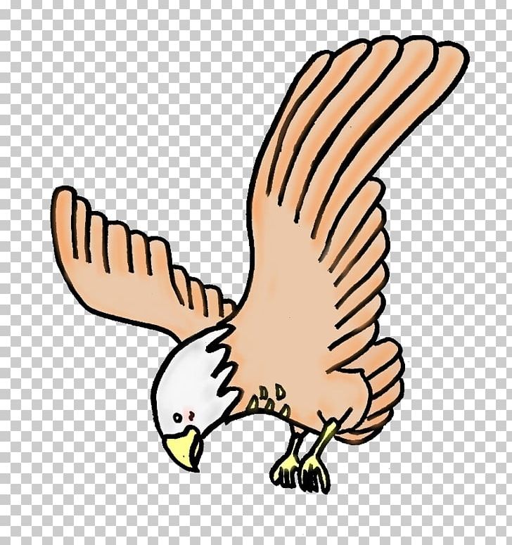 Hawk Eagle Illustration Aquila PNG, Clipart, Animal, Animal Figure, Animals, Aquila, Artwork Free PNG Download