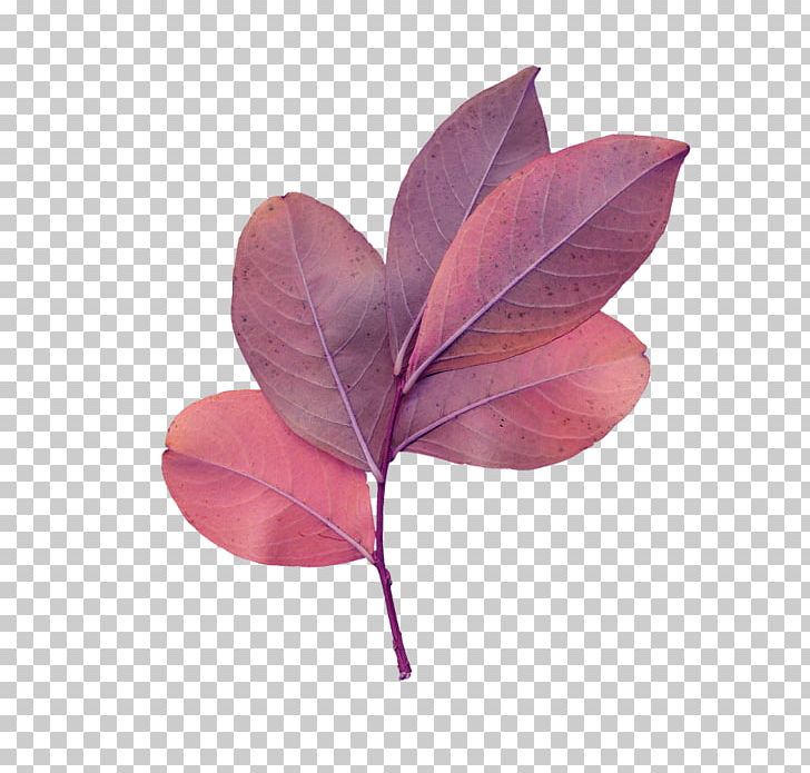 Leaf Drawing PNG, Clipart, Blog, Drawing, Email, Graphic Arts, Home Page Free PNG Download