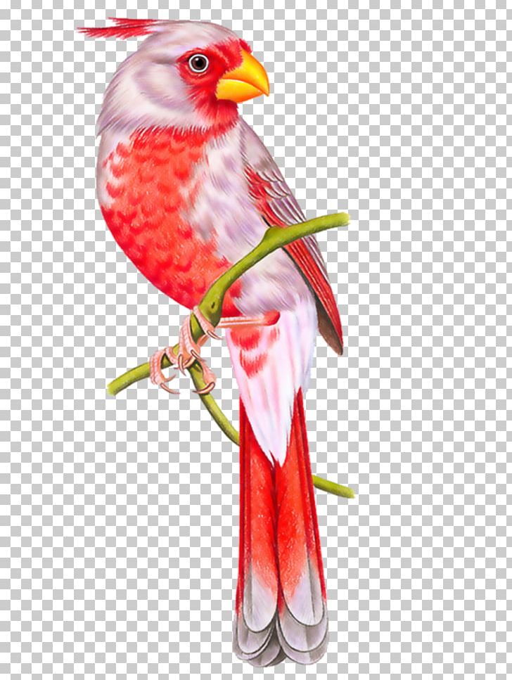 Parrot Bird Owl Beak Conure PNG, Clipart, Animals, Art, Beak, Bird, Conure Free PNG Download