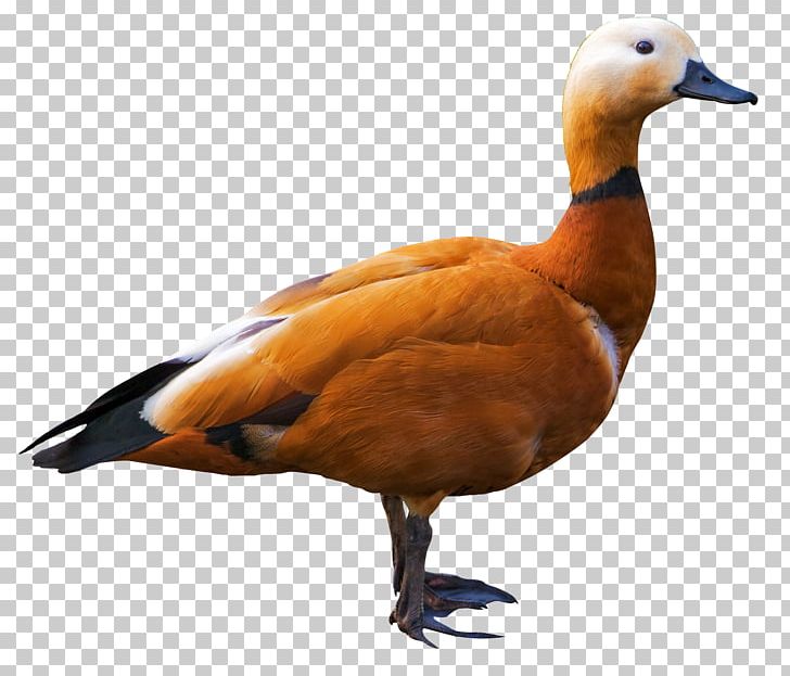 Ruddy Shelduck Goose Bird PNG, Clipart, Anatidae, Beak, Bird, Birds, Duck Free PNG Download