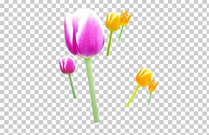 Tulip Flower PNG, Clipart, Computer Wallpaper, Cosmetics, Cut Flowers, Download, Floral Design Free PNG Download