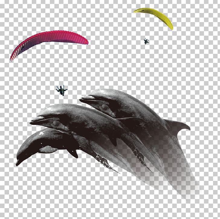 Common Dolphin Porpoise Parachuting Parachute PNG, Clipart, Animal, Animals, Creative Ads, Creative Artwork, Creative Background Free PNG Download