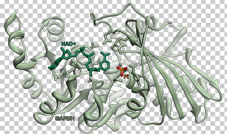 Glyceraldehyde 3-phosphate Dehydrogenase Enzyme Glycolysis PNG, Clipart, Active Site, Art, Catalysis, Enzyme, Flower Free PNG Download
