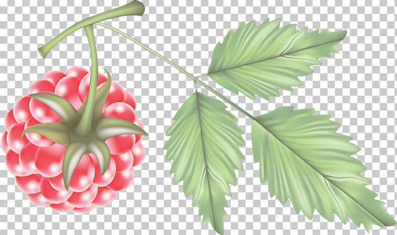 Leaf Flower Plant Alpine Strawberry Rubus PNG, Clipart, Alpine Strawberry, Berry, Cinquefoil, Flower, Leaf Free PNG Download