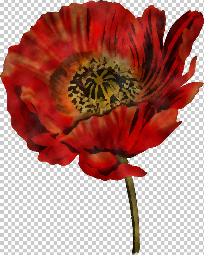 Flower Petal Red Oriental Poppy Plant PNG, Clipart, Coquelicot, Cut Flowers, Flower, Oriental Poppy, Petal Free PNG Download